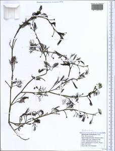 Ranunculus trichophyllus Chaix, Caucasus, Black Sea Shore (from Novorossiysk to Adler) (K3) (Russia)