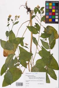 Symphytum tauricum Willd., Eastern Europe, Central forest-and-steppe region (E6) (Russia)