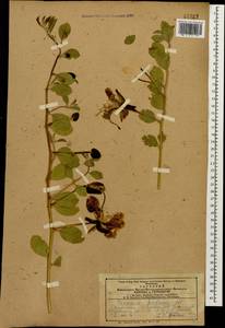 Capparis spinosa var. herbacea (Willd.) Fici, Caucasus, Azerbaijan (K6) (Azerbaijan)
