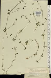 Galium uliginosum L., Eastern Europe, Central region (E4) (Russia)