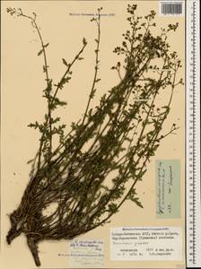 Scrophularia versicolor Boiss., Caucasus, North Ossetia, Ingushetia & Chechnya (K1c) (Russia)