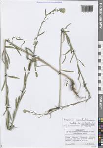 Erysimum odoratum Ehrh., Eastern Europe, Middle Volga region (E8) (Russia)