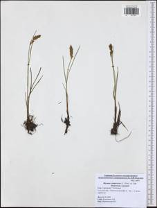 Blysmus compressus (L.) Panz. ex Link, Eastern Europe, Central region (E4) (Russia)