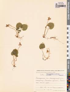 Viola epipsila subsp. repens (Turcz.) W.Becker, Siberia, Chukotka & Kamchatka (S7) (Russia)