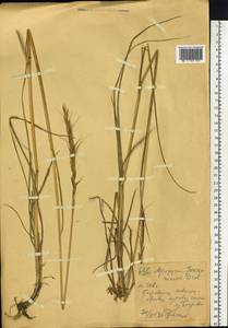Elymus gmelinii (Trin.) Tzvelev, Siberia, Western (Kazakhstan) Altai Mountains (S2a) (Kazakhstan)