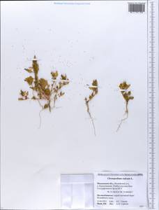 Oxybasis rubra (L.) S. Fuentes, Uotila & Borsch, Eastern Europe, Moscow region (E4a) (Russia)