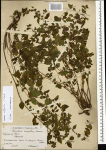 Parietaria judaica L., Caucasus, Armenia (K5) (Armenia)