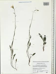 Campanula altaica Ledeb., Eastern Europe, Rostov Oblast (E12a) (Russia)