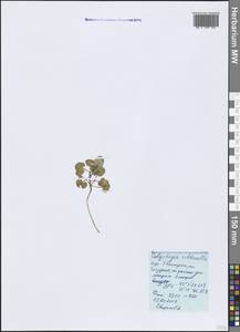 Calystegia soldanella (L.) R. Br., Crimea (KRYM) (Russia)
