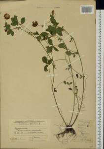 Trifolium hybridum L., Eastern Europe, Central forest-and-steppe region (E6) (Russia)