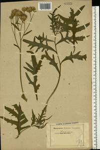 Serratula, Eastern Europe (no precise locality) (E0) (Not classified)