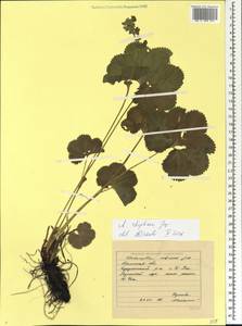 Alchemilla rhiphaea Juz., Eastern Europe, Eastern region (E10) (Russia)