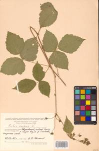Rubus caesius L., Eastern Europe, Central region (E4) (Russia)
