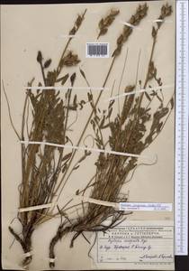 Oxytropis songorica (Pall.)DC., Middle Asia, Dzungarian Alatau & Tarbagatai (M5) (Kazakhstan)