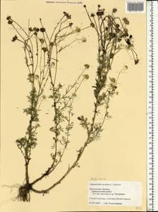 Matricaria chamomilla L., Eastern Europe, Western region (E3) (Russia)