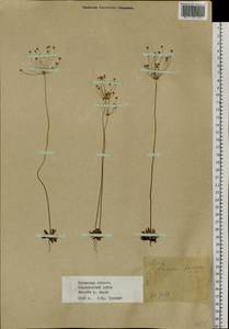 Androsace lactiflora Fisch. ex Willd., Siberia, Baikal & Transbaikal region (S4) (Russia)