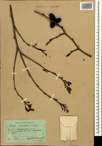 Alnus subcordata C.A.Mey., Caucasus, Azerbaijan (K6) (Azerbaijan)