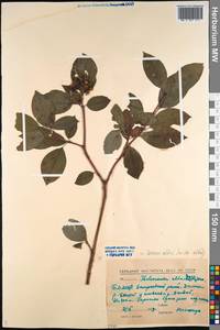 Cornus alba L., Siberia, Baikal & Transbaikal region (S4) (Russia)