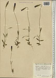 Gentianopsis detonsa, Eastern Europe, Northern region (E1) (Russia)