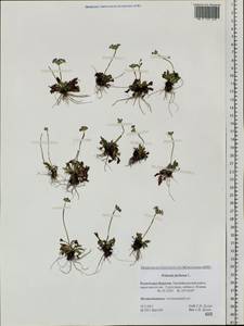 Primula farinosa L., Siberia, Baikal & Transbaikal region (S4) (Russia)