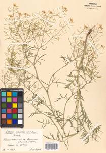 Rorippa sylvestris (L.) Besser, Eastern Europe, Moscow region (E4a) (Russia)