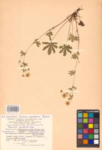 Potentilla thuringiaca Bernh. ex Link, Eastern Europe, Central region (E4) (Russia)