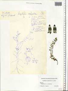 Lepidium campestre (L.) W. T. Aiton, Eastern Europe, Moscow region (E4a) (Russia)