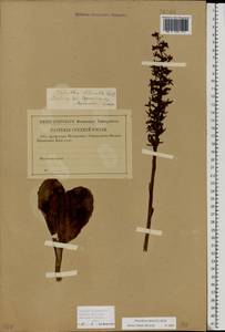 Platanthera bifolia (L.) Rich., Eastern Europe, Volga-Kama region (E7) (Russia)