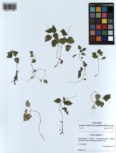 Circaea alpina L., Siberia, Altai & Sayany Mountains (S2) (Russia)
