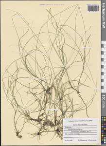 Carex disperma Dewey, Eastern Europe, Northern region (E1) (Russia)