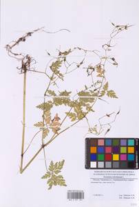 Geranium robertianum L., Eastern Europe, Moscow region (E4a) (Russia)
