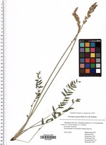 Oxytropis spicata (Pall.) O.Fedtsch. & B.Fedtsch., Eastern Europe, Eastern region (E10) (Russia)