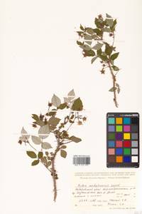 Rubus idaeus subsp. melanolasius Focke, Siberia, Russian Far East (S6) (Russia)