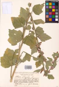 Althaea officinalis L., Eastern Europe, Central region (E4) (Russia)