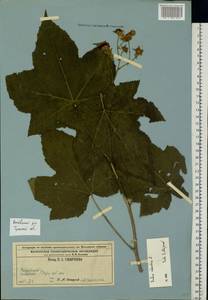 Rubus odoratus L., Eastern Europe, Central region (E4) (Russia)