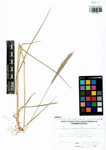 Elymus dahuricus Griseb., Siberia, Baikal & Transbaikal region (S4) (Russia)