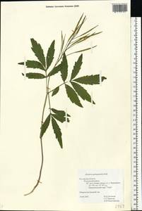 Cardamine quinquefolia (M.Bieb.) Schmalh., Eastern Europe, Central region (E4) (Russia)