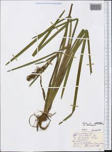 Sparganium longifolium Turcz. ex Ledeb., Eastern Europe, Central forest region (E5) (Russia)