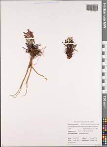Pedicularis lanata Willd. ex Cham. & Schltdl., Siberia, Chukotka & Kamchatka (S7) (Russia)
