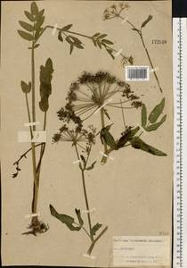 Sium latifolium L., Eastern Europe, North-Western region (E2) (Russia)