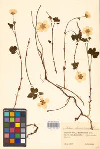 Rubus chamaemorus L., Eastern Europe, North-Western region (E2) (Russia)