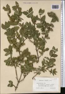 Lonicera hispida Pall. ex Roem. & Schult., Middle Asia, Northern & Central Tian Shan (M4) (Kazakhstan)