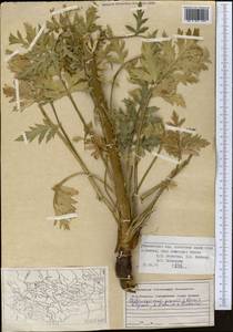 Aulacospermum popovii (Korovin) Kljuykov, Pimenov & V. N. Tikhom., Middle Asia, Western Tian Shan & Karatau (M3) (Uzbekistan)