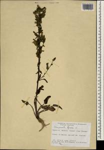 Campanula lyrata Lam., South Asia, South Asia (Asia outside ex-Soviet states and Mongolia) (ASIA) (Turkey)