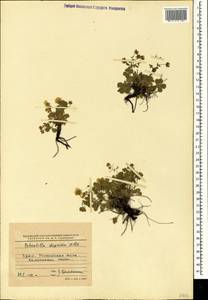 Potentilla humifusa Willd., Crimea (KRYM) (Russia)
