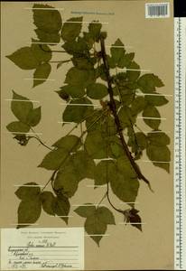 Rubus nessensis Hall, Eastern Europe, Central region (E4) (Russia)