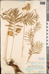 Rhaponticoides ruthenica (Lam.) M. V. Agab. & Greuter, Eastern Europe, North Ukrainian region (E11) (Ukraine)