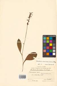 Platanthera ussuriensis (Regel) Maxim., Siberia, Russian Far East (S6) (Russia)