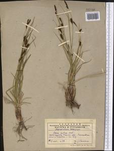 Carex melanostachya M.Bieb. ex Willd., Middle Asia, Western Tian Shan & Karatau (M3) (Kazakhstan)