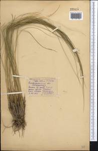 Stipa zalesskii Wilensky, Middle Asia, Northern & Central Kazakhstan (M10) (Kazakhstan)